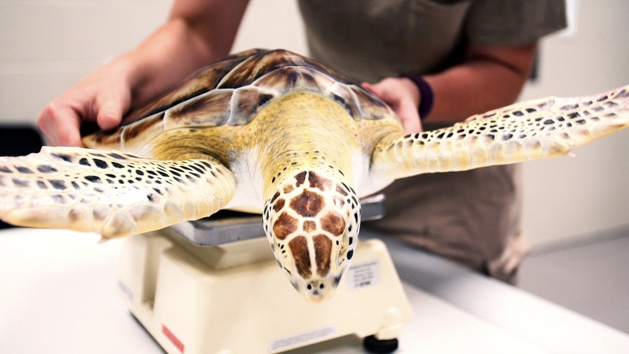 How Injured Sea Turtles are Treated and Released Back into the Ocean