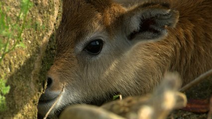 Why Every New Birth of This Animal Truly Matters