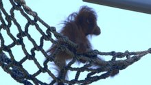 This Baby Orangutan Is Loving Every Second of Exploring a New Jungle Gym With Mom