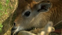 What is a lechwe? A closer look at the Zambezi antelope
