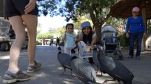 A Marching Flock of Guinea Fowl Completely Caught Zoo Visitors Off Guard
