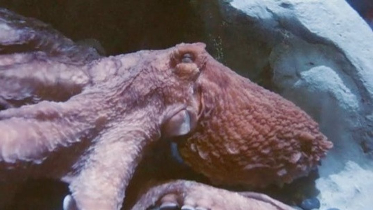 Meet Cephalopods: The Intelligent Oddballs and Why Caring Is Crucial
