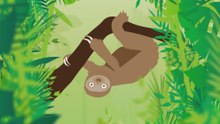 Sloths: Surprising Facts About the World's Slowest Mammal