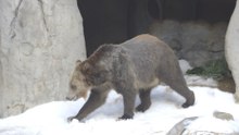 Grizzly Bears Take 15 Tons of Snow to a New Level