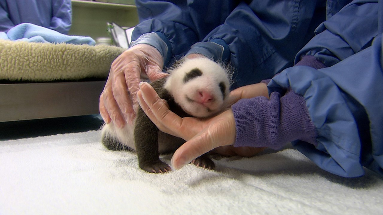What Experts Monitor Closely During a Panda Cub’s First Days