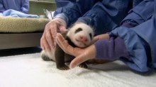 What Experts Monitor Closely During a Panda Cub’s First Days