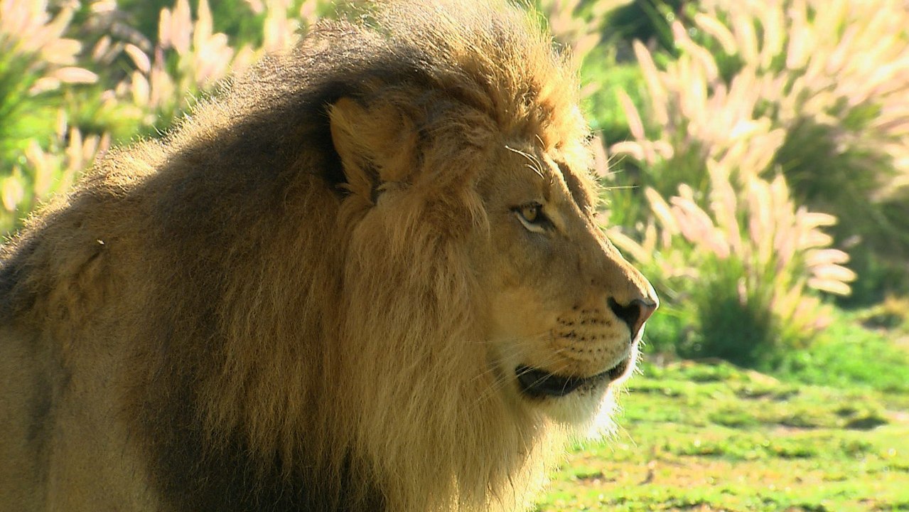 King of His Domain: Izu the Lion