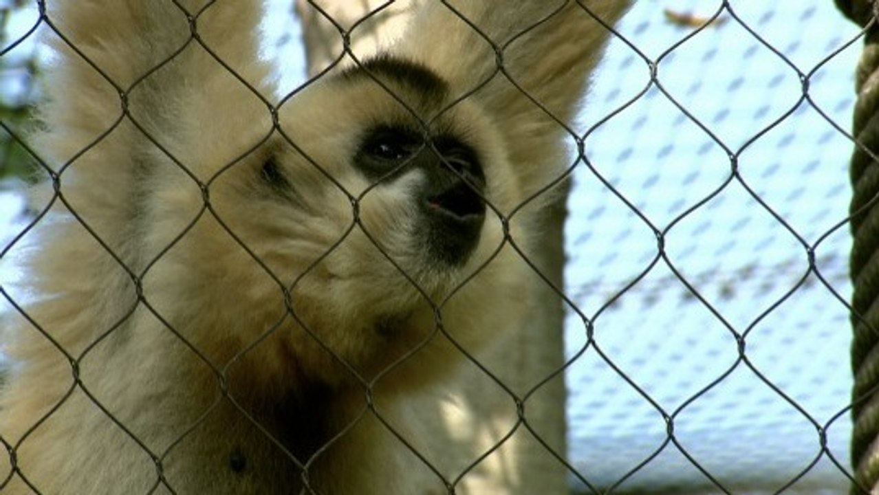 Gibbon Calls: Meet Gabi & Chewy
