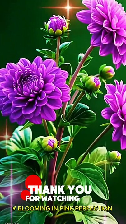 # PINK BLOSSOM GLOW