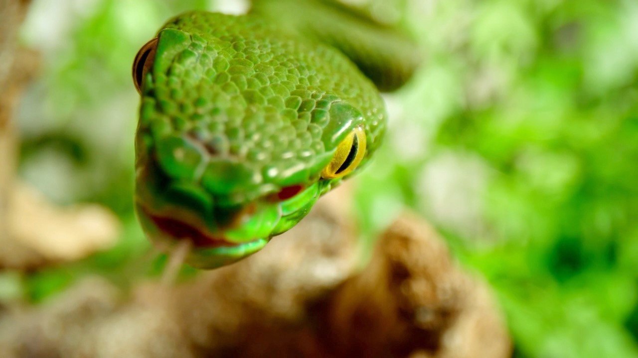 Invisible Ears Help Snakes Survive: Australia Probes the Mystery