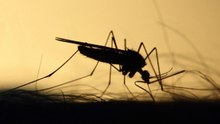Climate warming widens mosquito ranges, raising global disease risk