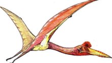A closer look at how Quetzalcoatlus northropi took off and landed