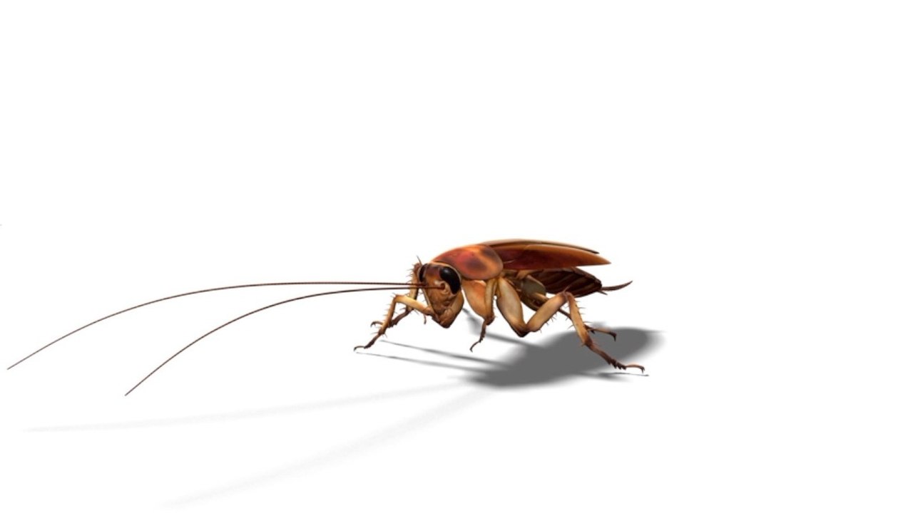 How Cockroaches Survived the Asteroid and Will Survive the Next Catastrophe