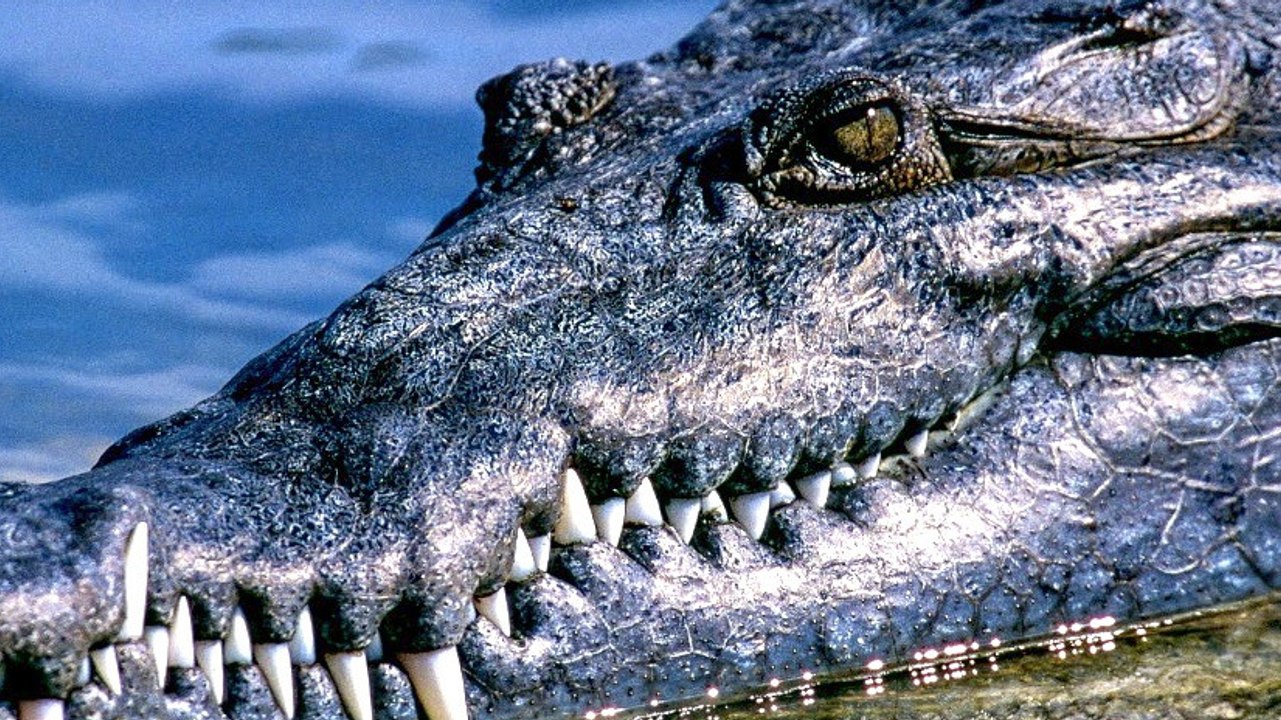 Origins of Ghostly Giant Marine Crocodiles