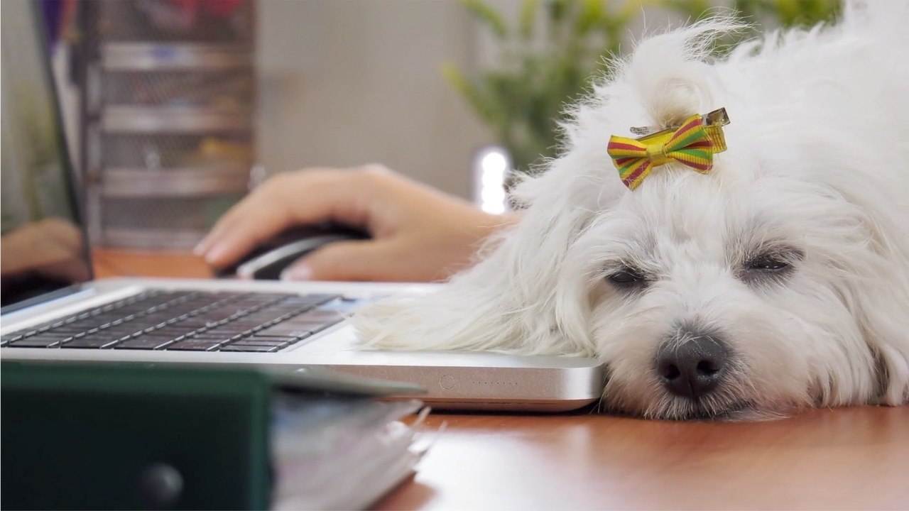 Securing Your Pet's Finances: Practical Money T...