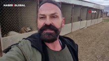 Sivas'ta kangal evden kaçtı, gönlünü Sibirya kurduna kaptırdı