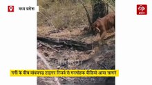 बांधवगढ़ के पुजारी बाघ का अनोखे अंदाज, मस्ती करते हुए गर्मी से राहत पाने का देखिए जुगाड़