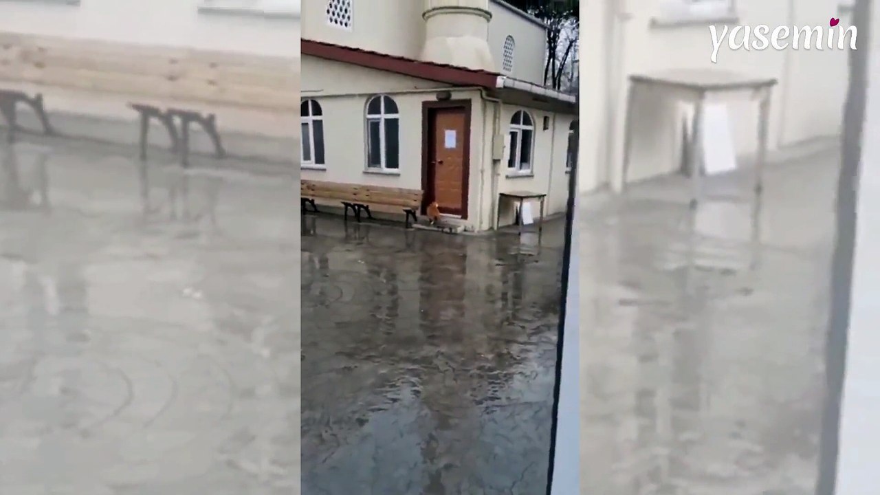 İstanbul'da bir kedi görenleri hayrete düşürdü: Camiinin kapısı açmayı öğrendi!