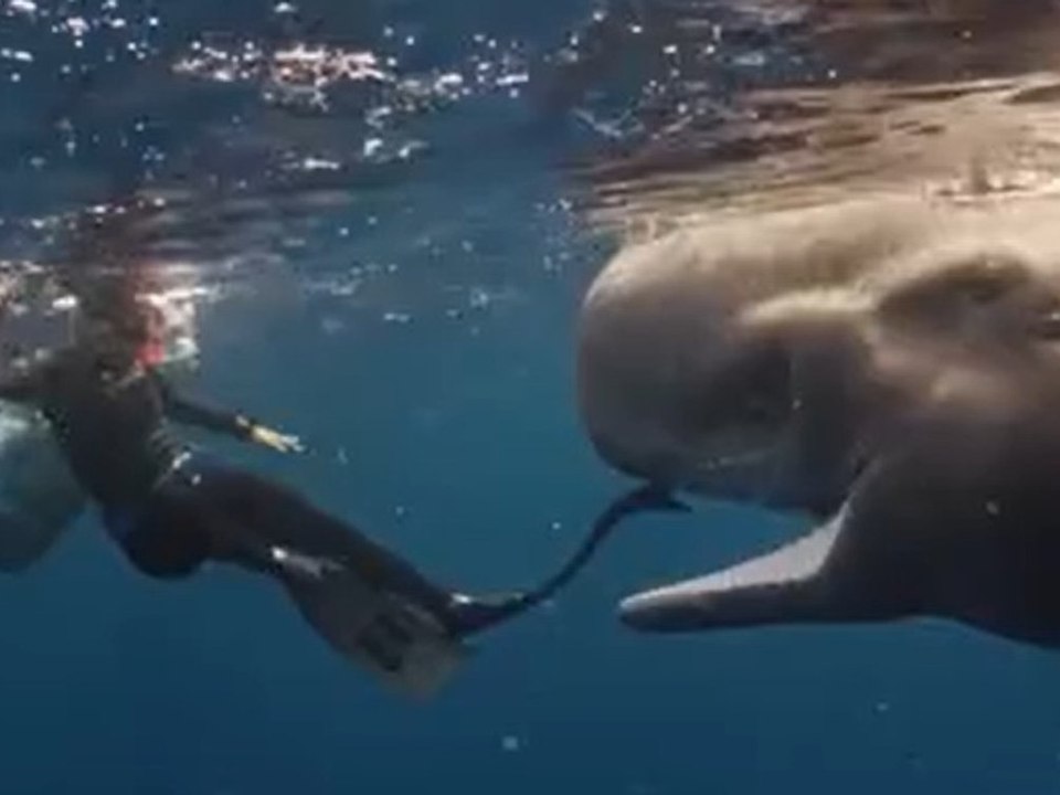 Magische momente: junger pottwal spielt mit tauchern