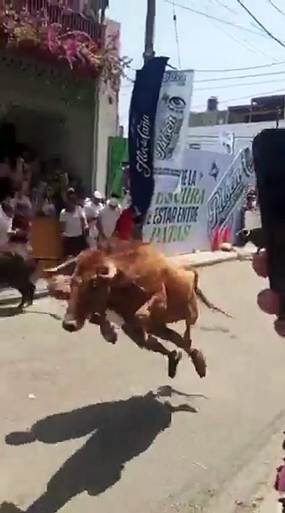 Tersundul Banteng...!