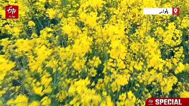 ضلع پلوامہ میں ’یلو ریولوشن‘: سرسوں کی پیداوار میں پہلا مقام حاصل