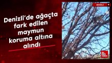 Denizli’de ağaçta fark edilen maymun koruma altına alındı