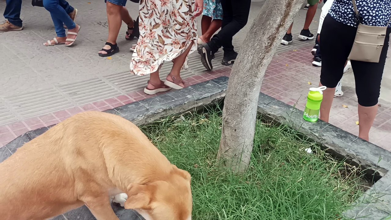 ESTADÍA PERÚ DEL 10 FEBRERO AL 12 MARZO 2026   VID_20260304_150000