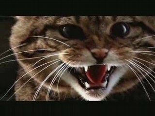 Last of the Scottish Wildcats DVD preview trailer