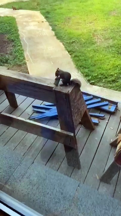 🐿️ Londres : Un écureuil "vapote" une cigarette électronique, attiré par son arôme fruité — La vidéo qui amuse et alarme