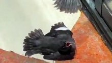 🐦 Ces oiseaux ont vu un humain nourrir un congénère blessé — Ils ont aussitôt simulé des blessures pour obtenir de la nourriture à leur tour !
