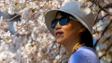 Florecen miles de árboles de cerezo en la ciudad de Washington