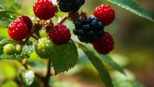 Wild Berries Safety Guide | Poisonous vs Edible