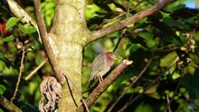 BIRDING IN COSTARICA