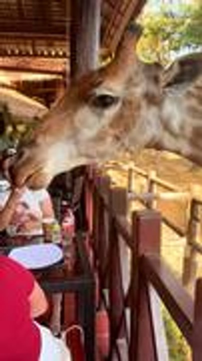 Giraffe Eats Straight From Safari Visitor's Plate at Restaurant