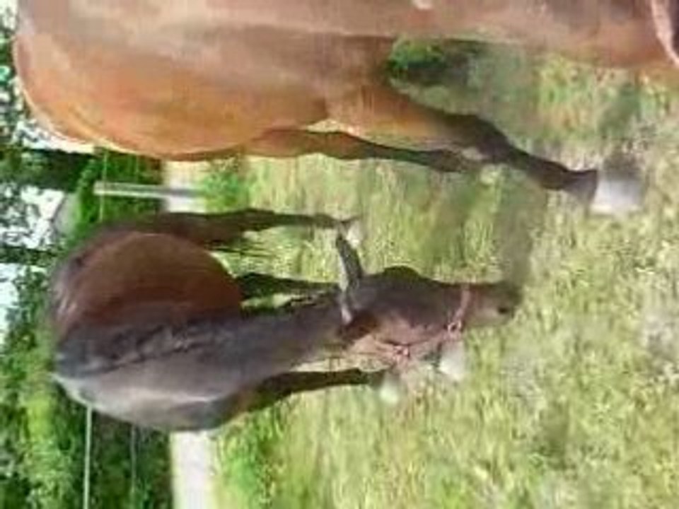 mes chevaux