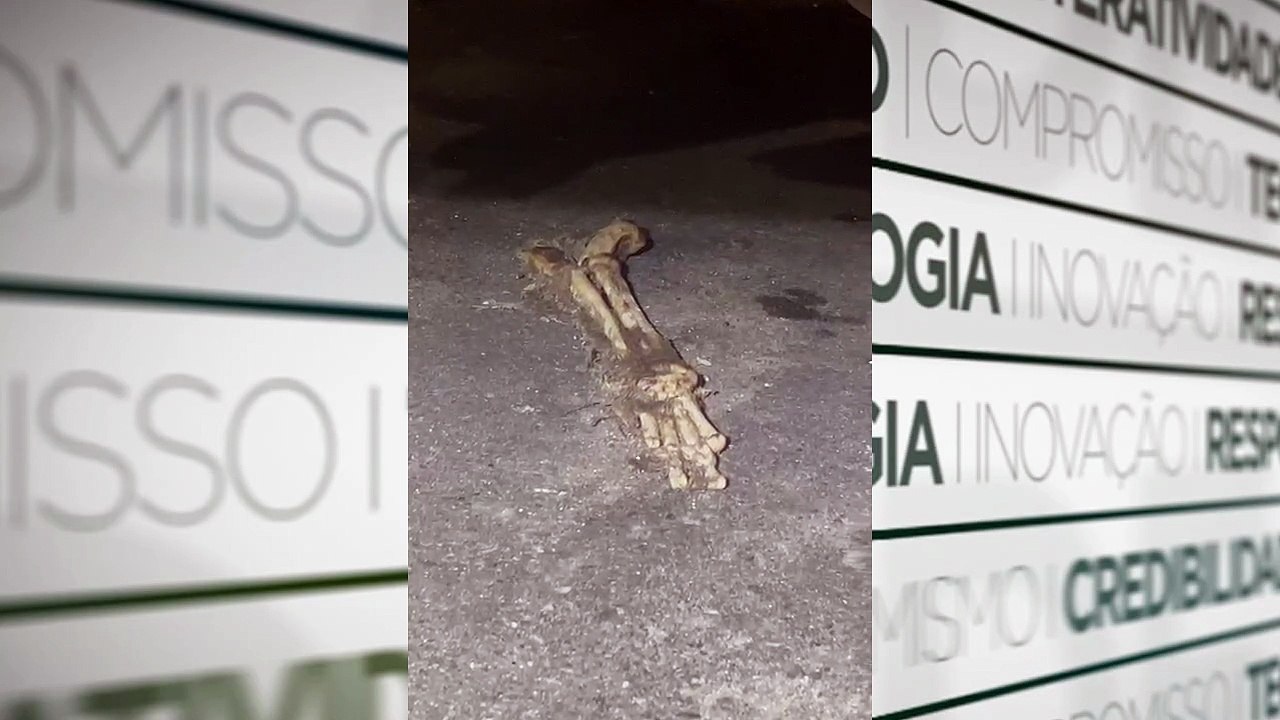 Ossada encontrada no Telégrado