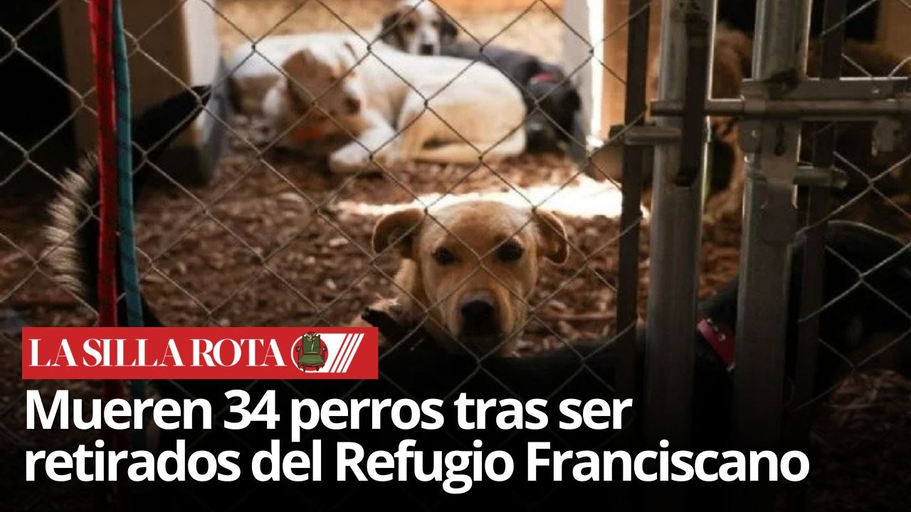 34 perros mueren bajo resguardo oficial; más de 800 siguen bajo custodia