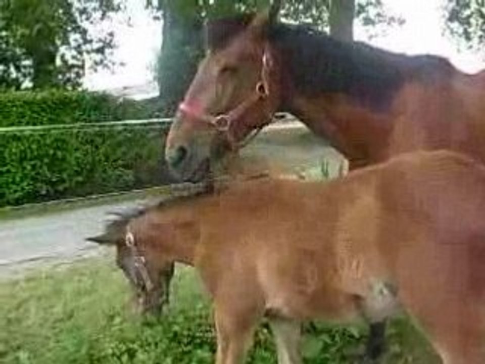 mes chevaux