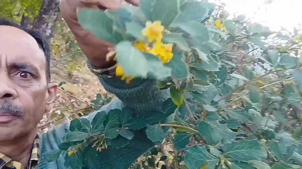 उत्तराखंड
