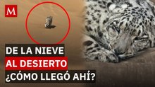 ¿Qué hacía un leopardo de las nieves en el desierto? El insólito caso que alerta a expertos