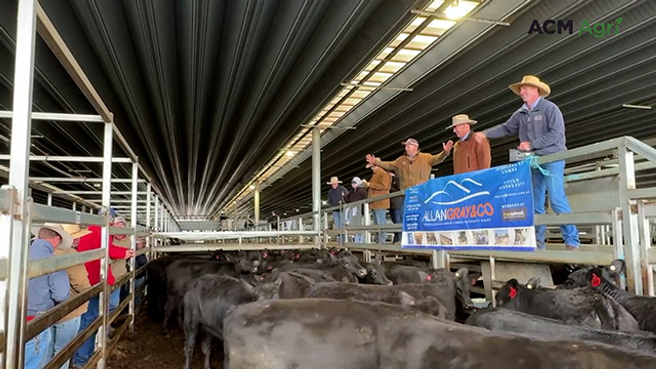 CTLX Blue Ribbon Weaner Sale - Day 2