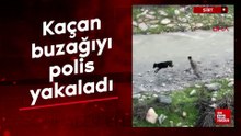Sahibinden kaçan buzağıyı polis memuru yakaladı; o anlar kamerada