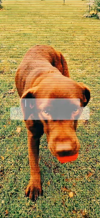 On pense souvent qu'il faut avoir la main verte pour commencer...🧤 La vérité ? Il faut juste oser se lancer. Je vais montrer chaque étape de mon potager, mes réussites comme mes échecs. Abonne-toi pour ne pas rater le debut de la saisons !