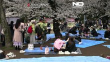 Japonya: Tokyo'da sakura sezonu Ueno Park'ta pikniklerle açıldı