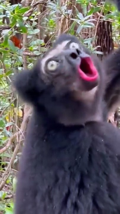 Amazing sounds of nature’