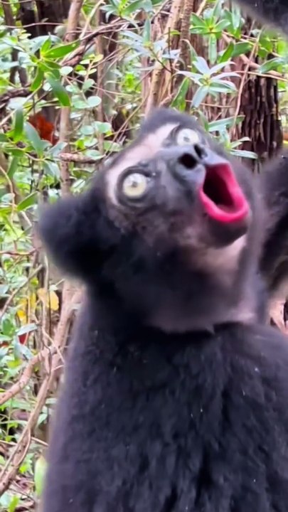 Interesting sounds of amazing creatures