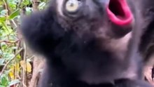 Interesting sounds of amazing creatures