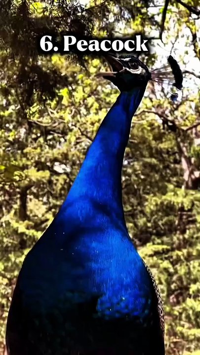 Strange sounds of different animals