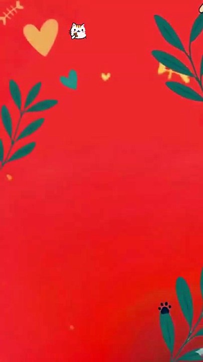 Homemade Chicken Cat Food | Fresh Mini Chicken Treats For Cats In Karachi 🐾