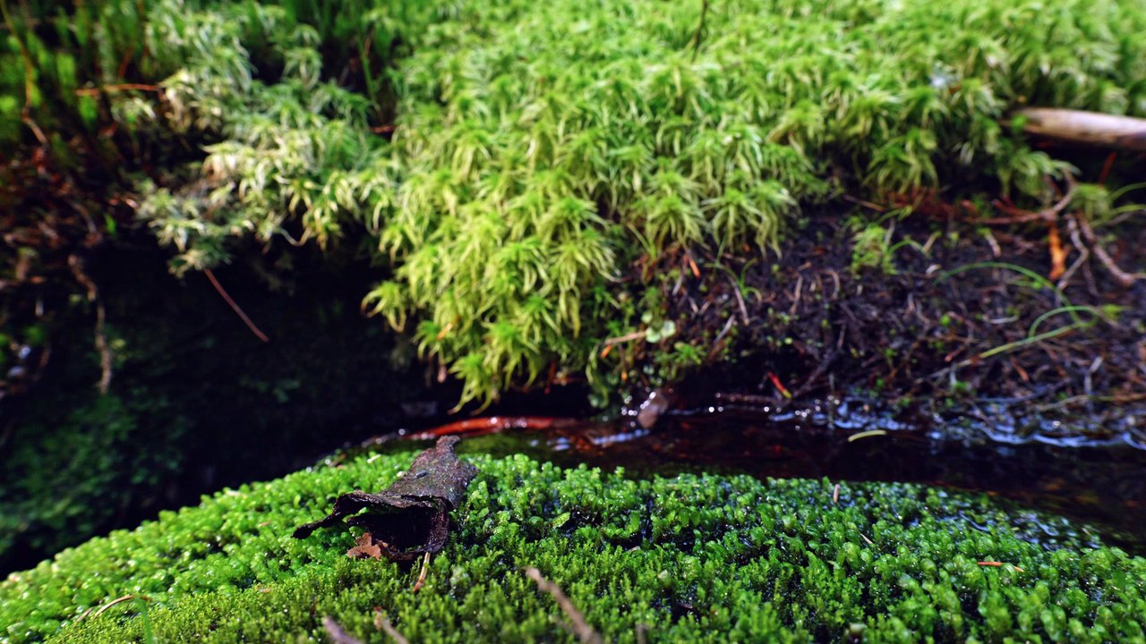Soft Woodland Stream for Study • Calm Natural Water Sound